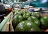 Chilean avocados arrive in Australia and Israeli avocados arrive in Japan