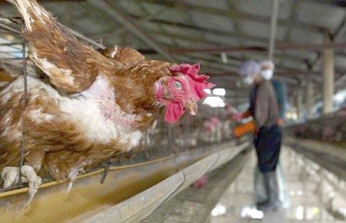 משרד החקלאות: שני מקרים נוספים של שפעת עופות התגלו ביממה האחרונה