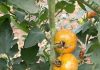 Has a solution been found to the devastating tomato virus ToBRFV?