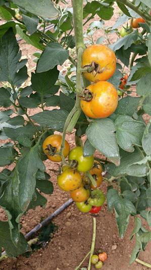 Has a solution been found  to the devastating tomato virus ToBRFV?