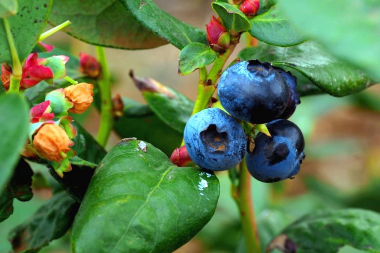 הצלחה בגידול הפרי הכחול – עלייה חדה בגידול פירות יער בישראל