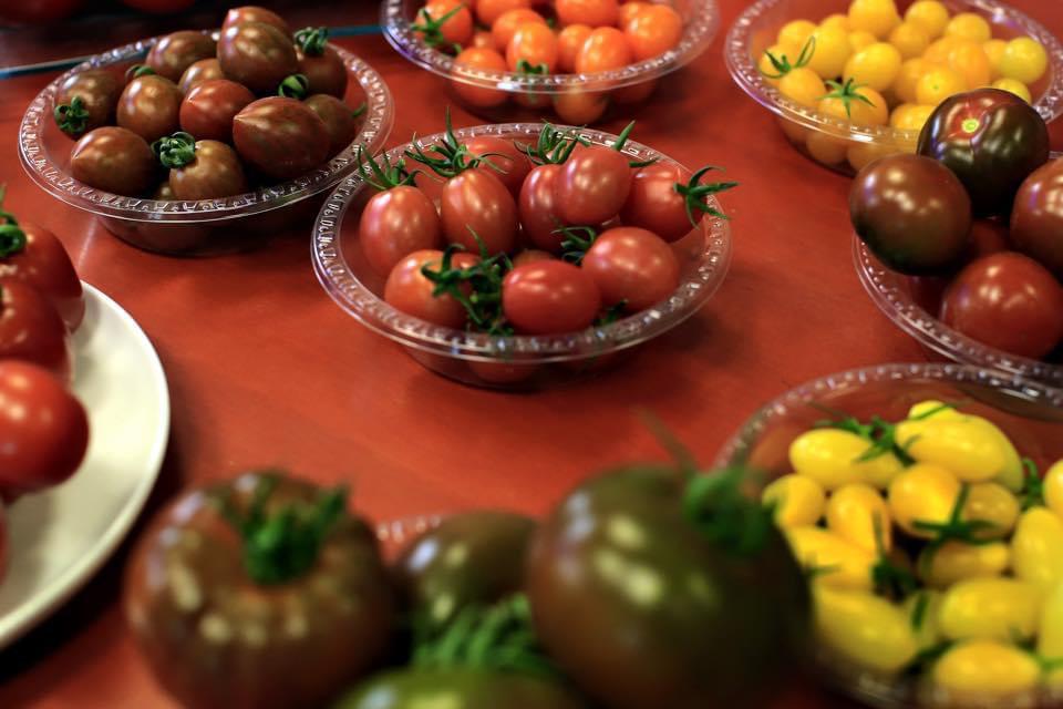 עגבניות ממגוון סוגים, צבעים, טעמים וצורות