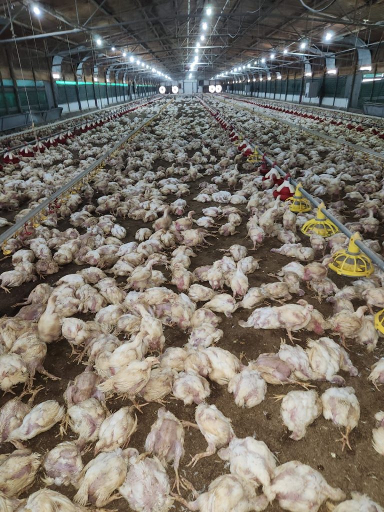 ארגון מגדלי העופות: ״מאות אלפי עופות מתו בקיבוצי עוטף עזה. אנו ממשיכים לתת מענה לחקלאים ולהיות לכתובת לכל פניה עבורם״