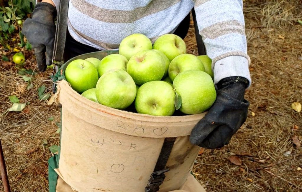 קטיף-תפוח-בגבול-הצפון-צילום-ארגון-מגדלי-הפירות