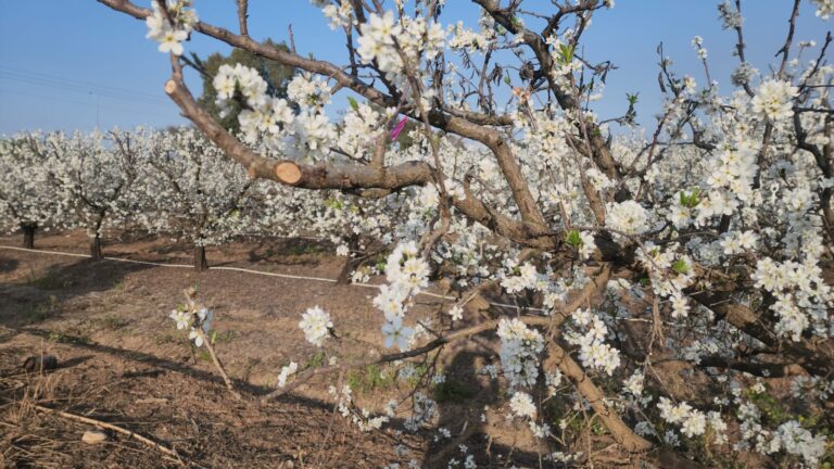 פריחת השזיף בגליל העליון - צילום ארגון מגדלי הפירות בישראל