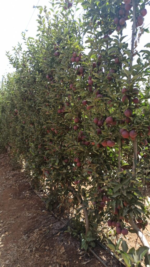 תפוחים -צפויה ירידה  קלה ביבולים