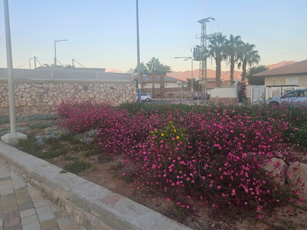 גינה חדשה באילת
