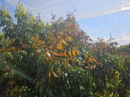 מיעוט הגשמים -עלויות מים גבוהות ויבוש מטעים.